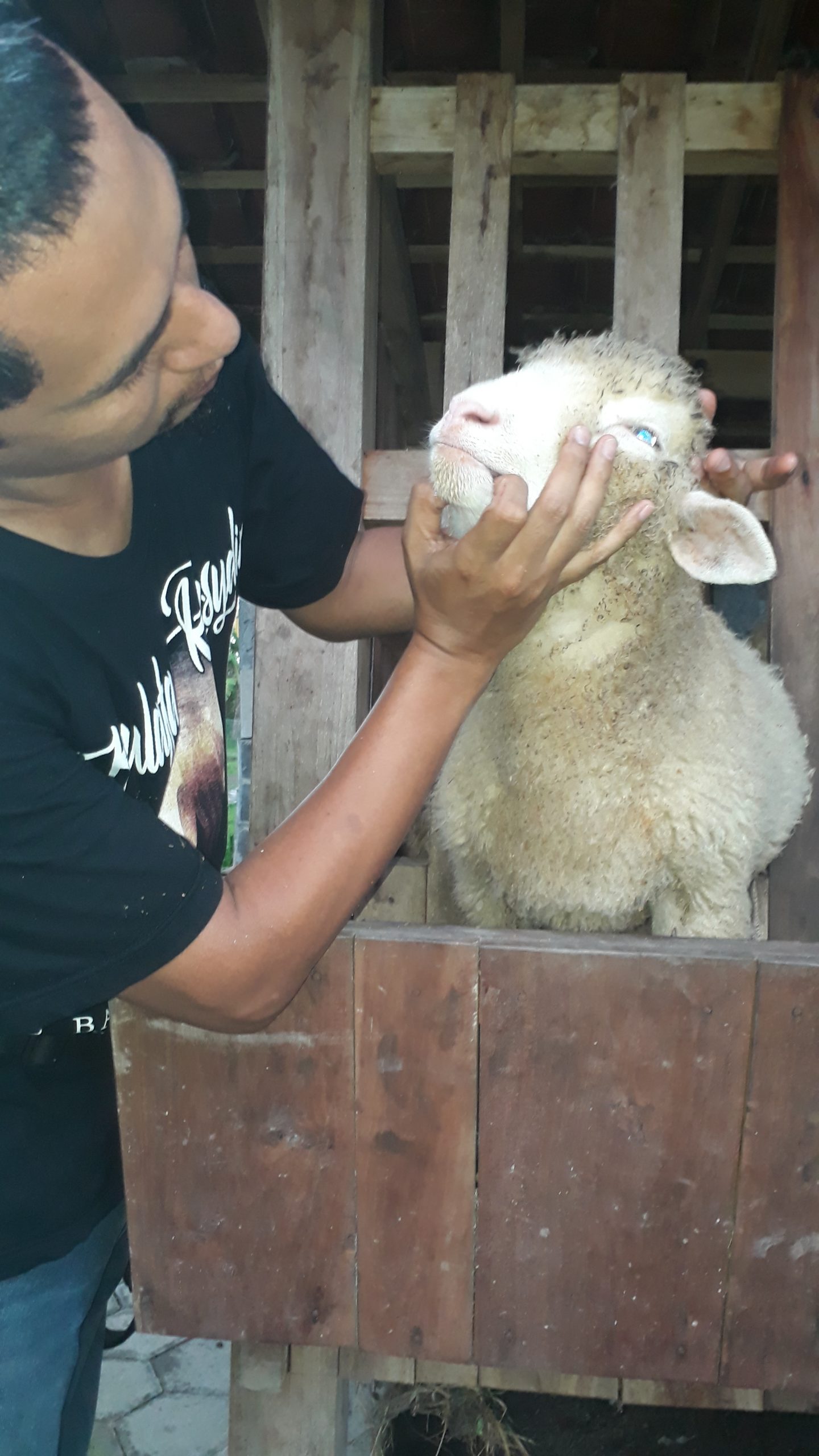Kambing Aqiqah
